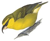 Maui Parrotbill Illustration