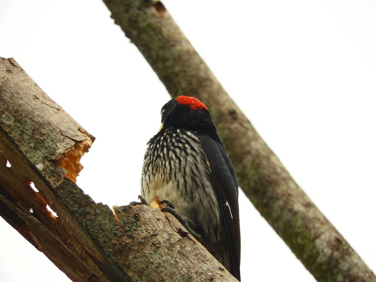 Acorn Woodpecker - ML153583191