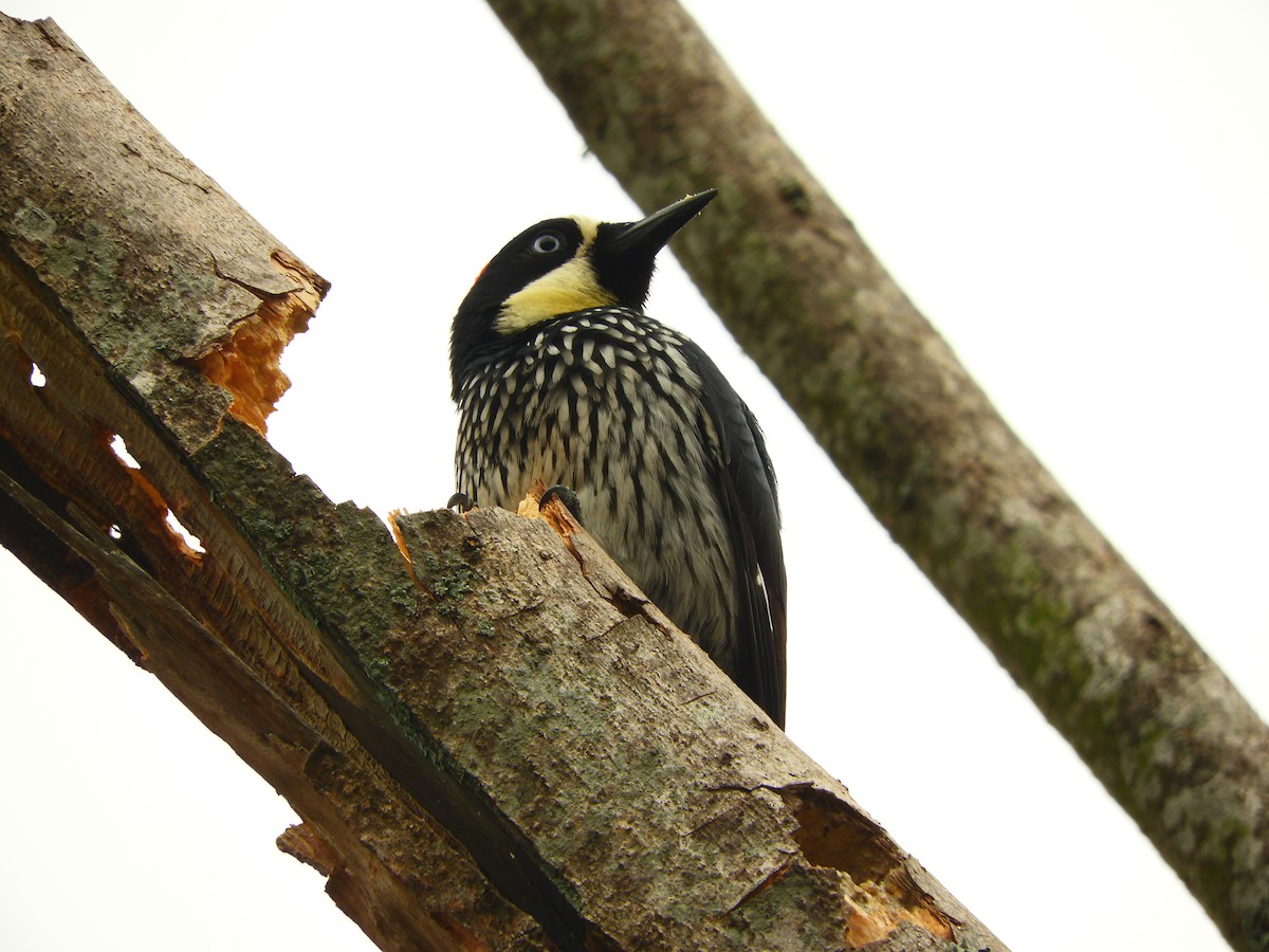 Acorn Woodpecker - ML153583231