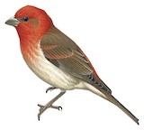 Common Rosefinch Illustration