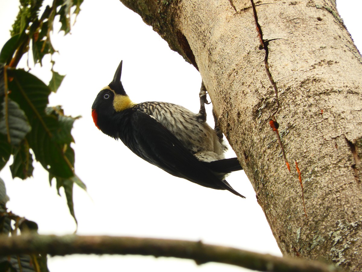 Acorn Woodpecker - B Marín