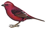 Taiwan Rosefinch Illustration