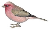 Sinai Rosefinch Illustration