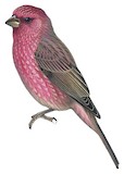 Streaked Rosefinch Illustration