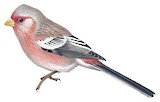 Siberian Long-tailed Rosefinch Illustration