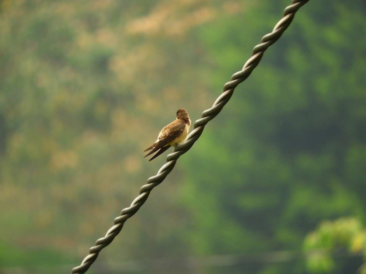 Southern Rough-winged Swallow - ML153584581