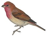 Crimson-browed Finch Illustration