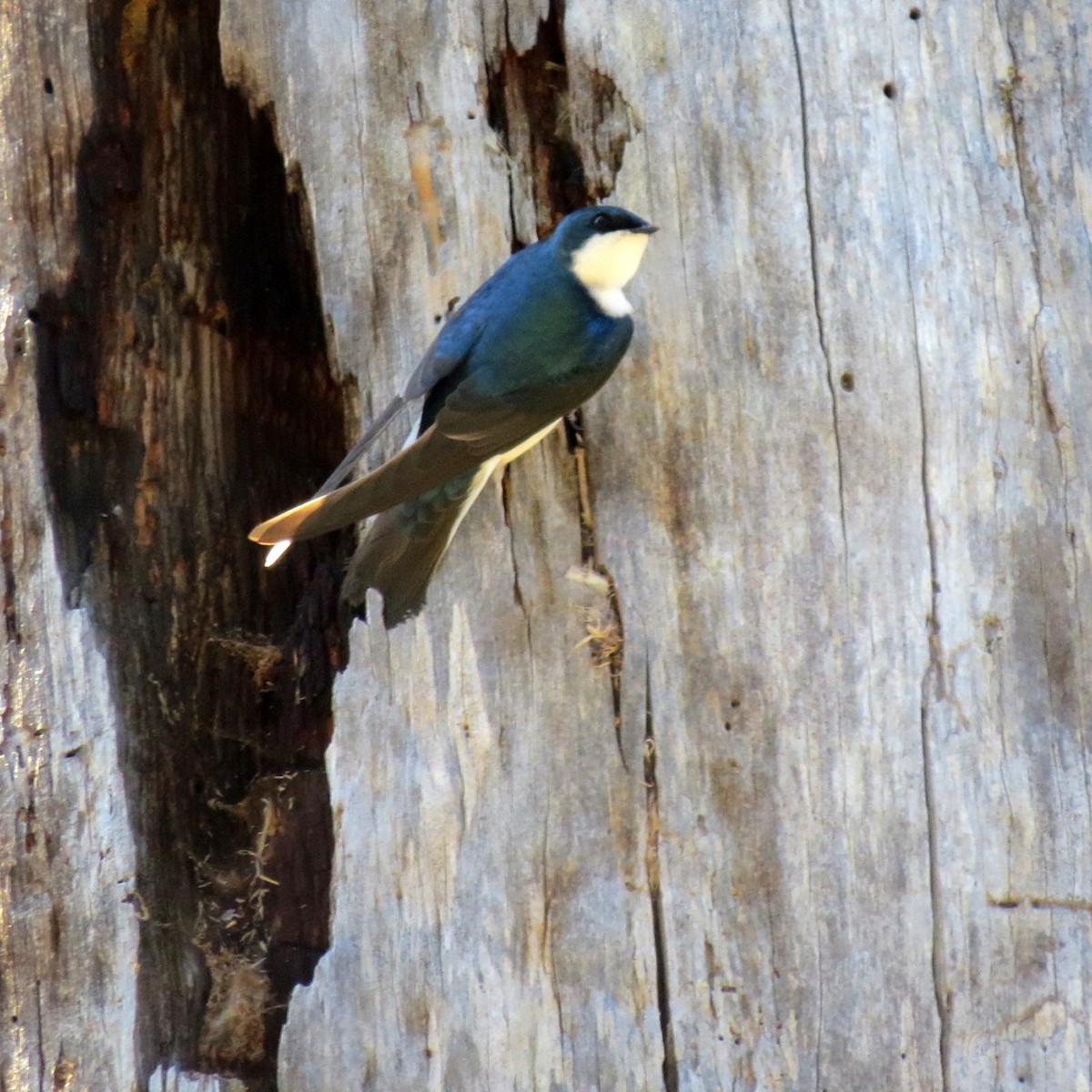 Tree Swallow - Gretchen Rohde