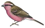 Himalayan White-browed Rosefinch Illustration