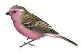 Chinese White-browed Rosefinch Illustration