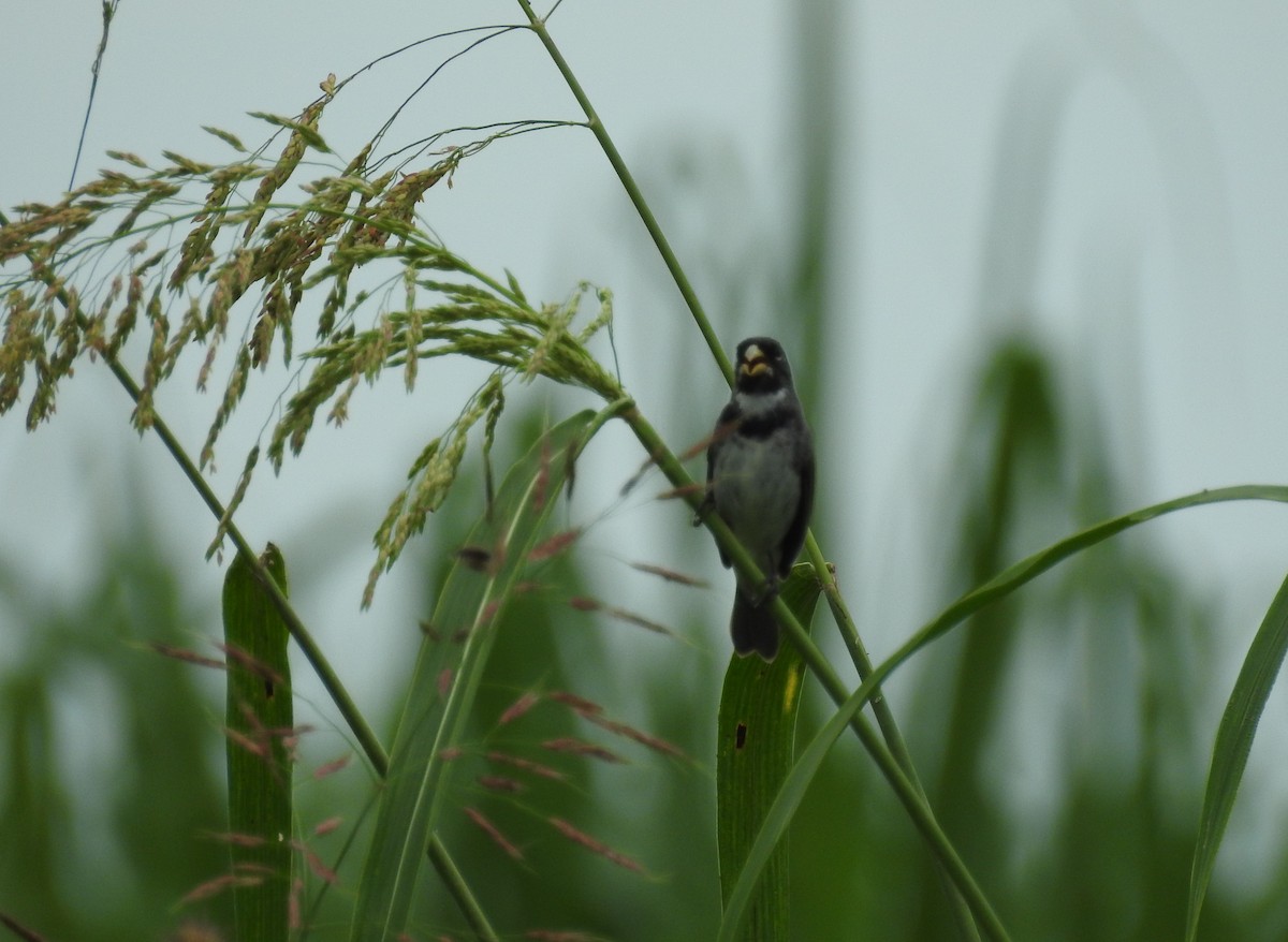Double-collared Seedeater - ML153584911