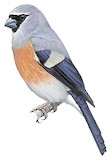 Grey-headed Bullfinch Illustration