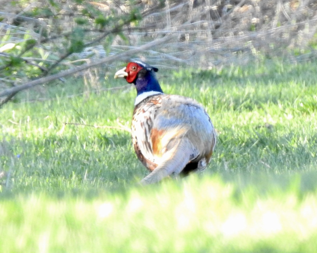 Ring-necked Pheasant - ML153585231