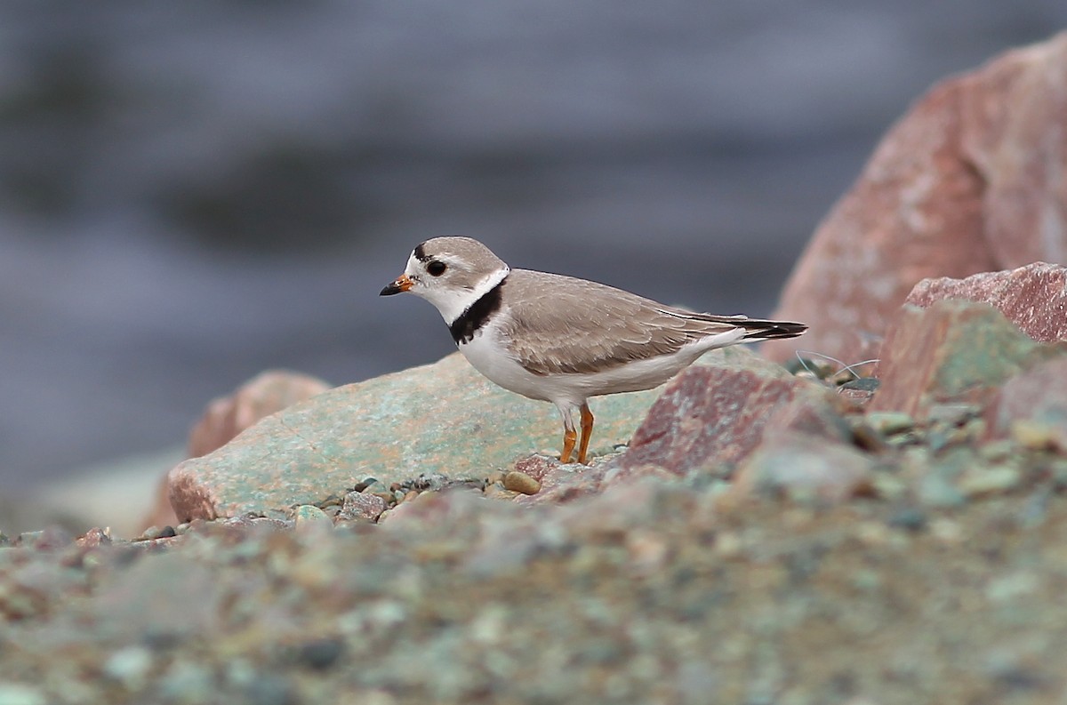 Piping Plover - ML153585611