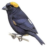 Golden-naped Finch Illustration