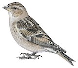 Plain Mountain Finch Illustration