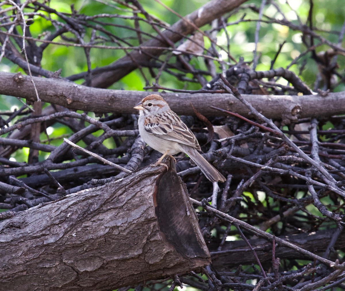 Rufous-winged Sparrow - Yvette Stewart