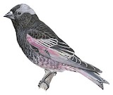 Black Rosy Finch Illustration