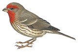 House Finch Illustration