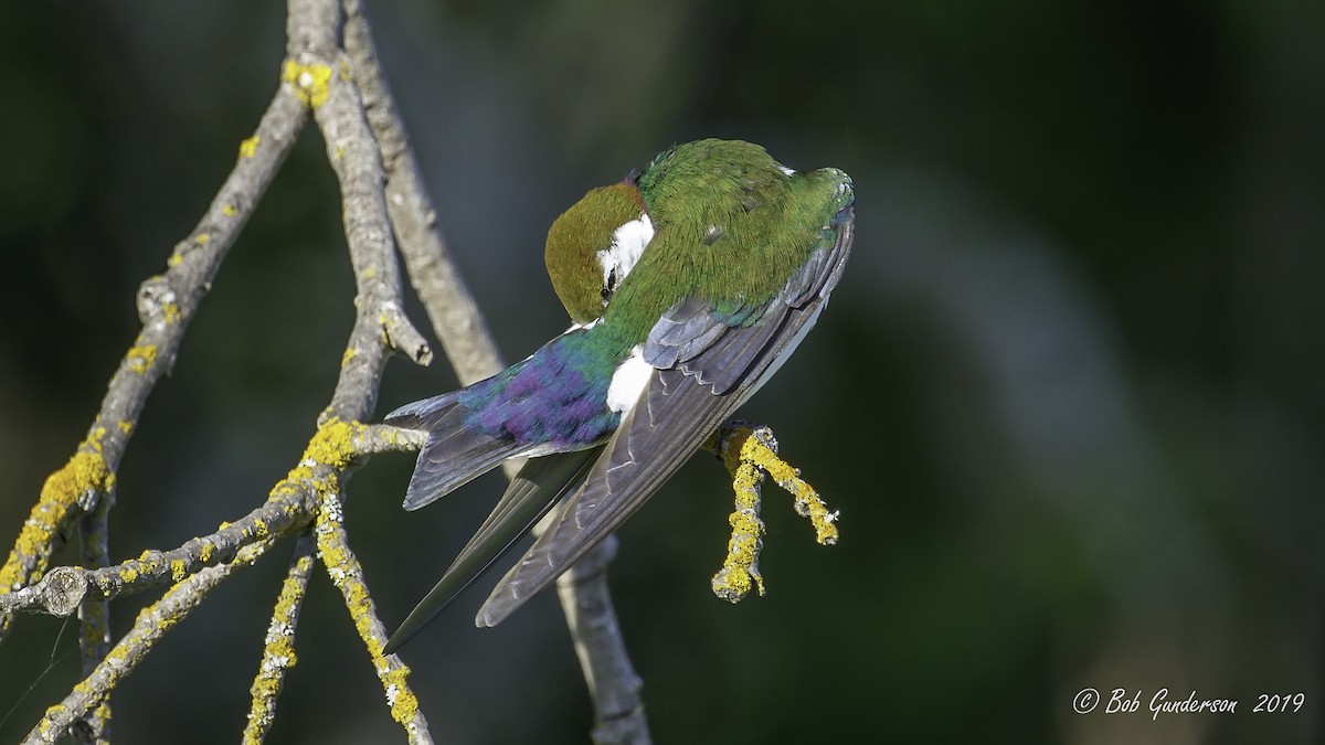 Violet-green Swallow - Bob Gunderson