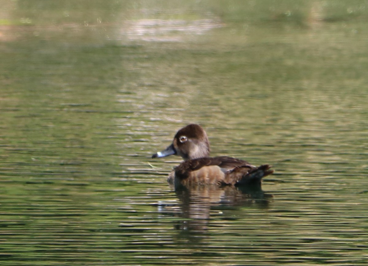Ring-necked Duck - ML153587691
