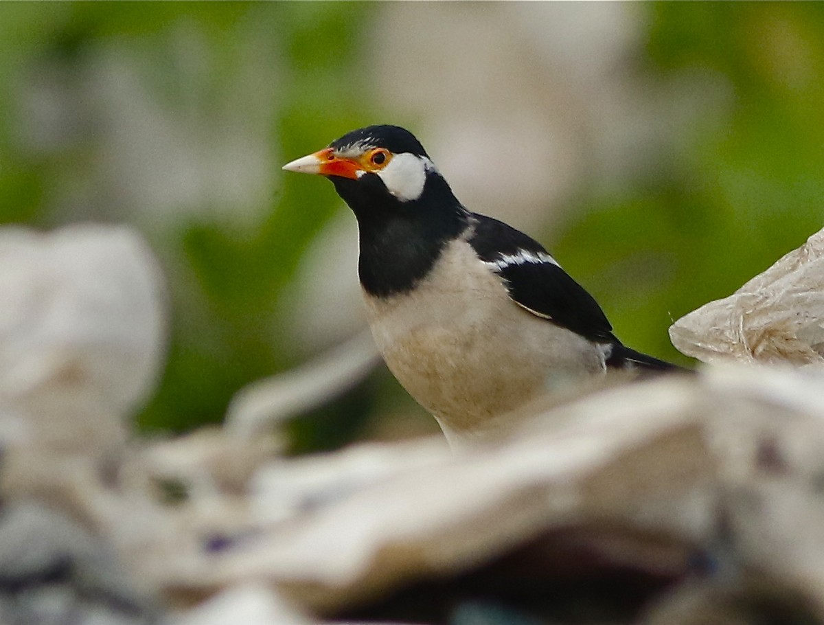 Indian Pied Starling - Don Roberson