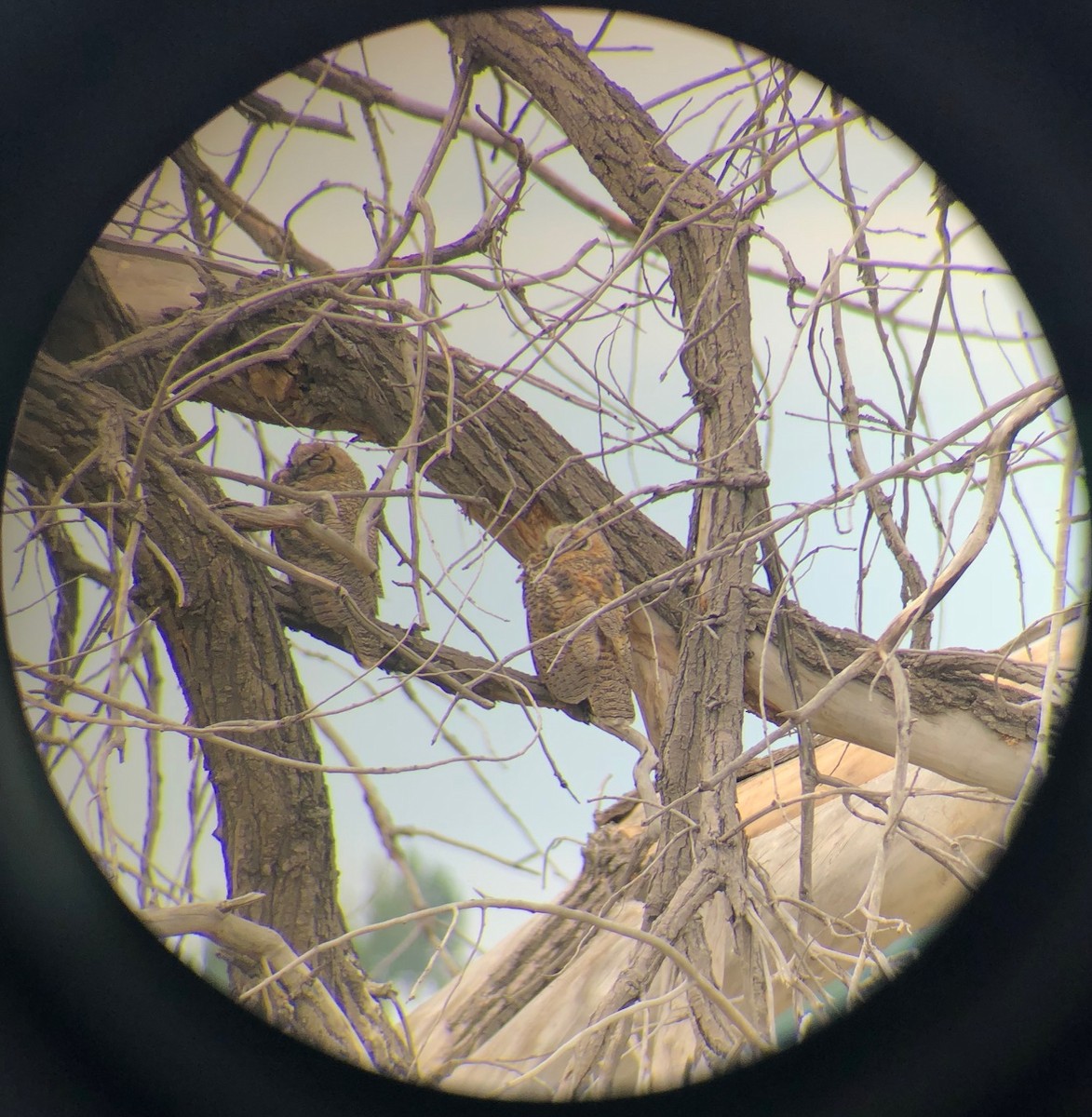 Great Horned Owl - ML153587851