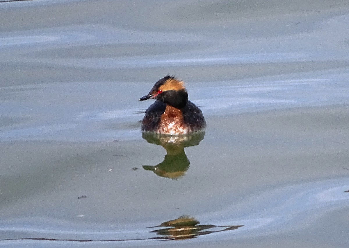 Horned Grebe - Peter  Dy-Liacco