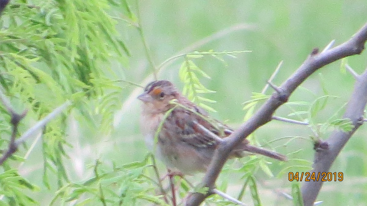 Grasshopper Sparrow - ML153588451