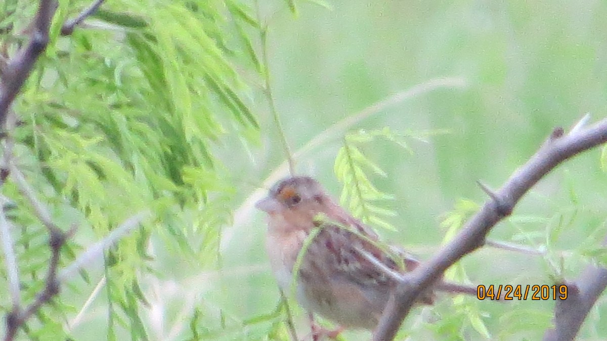 Grasshopper Sparrow - ML153588491