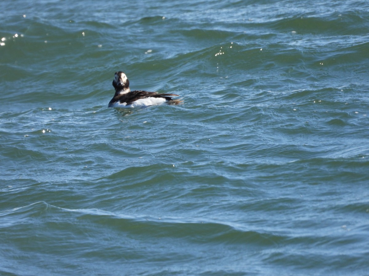 Long-tailed Duck - LF Melliny