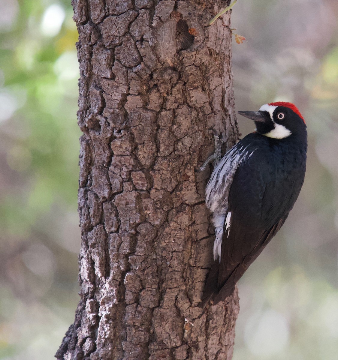 Acorn Woodpecker - ML153590751