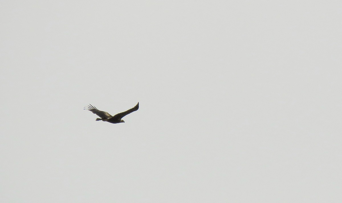 Wedge-tailed Eagle - Kent Warner