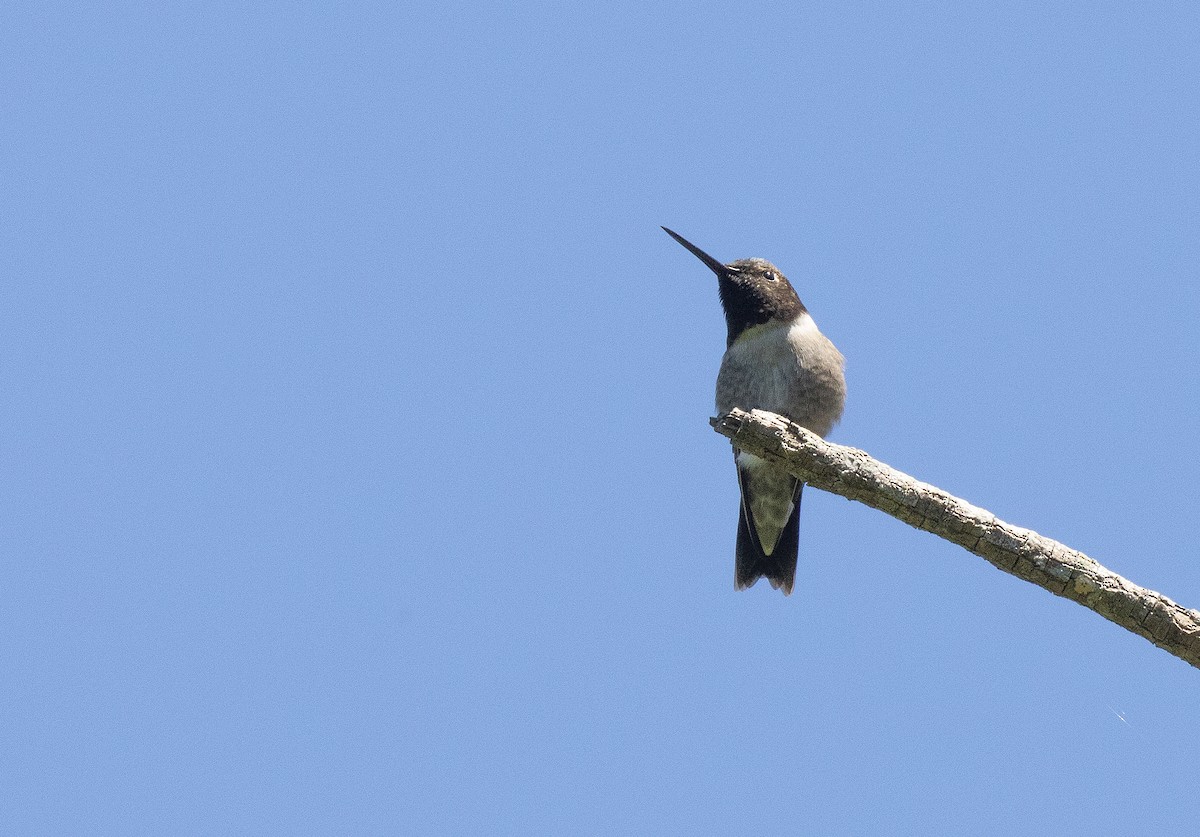 Black-chinned Hummingbird - ML153591441