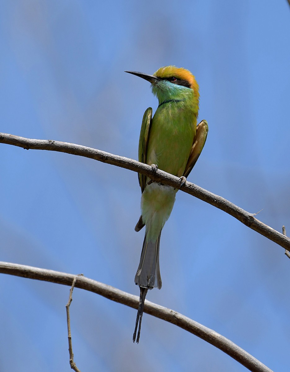 Asian Green Bee-eater - ML153591531