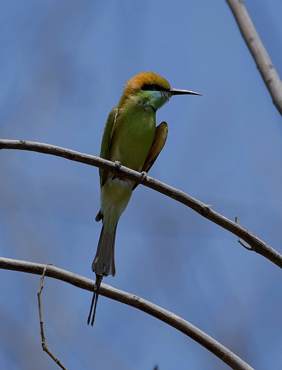 Asian Green Bee-eater - ML153591541
