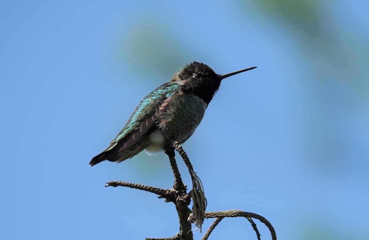 Anna's Hummingbird - Lonnie Somer