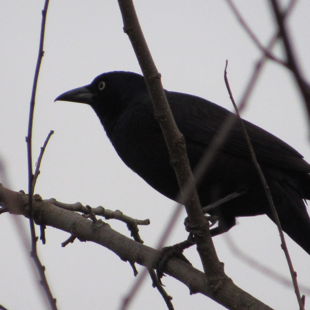 Common Grackle - C Howell