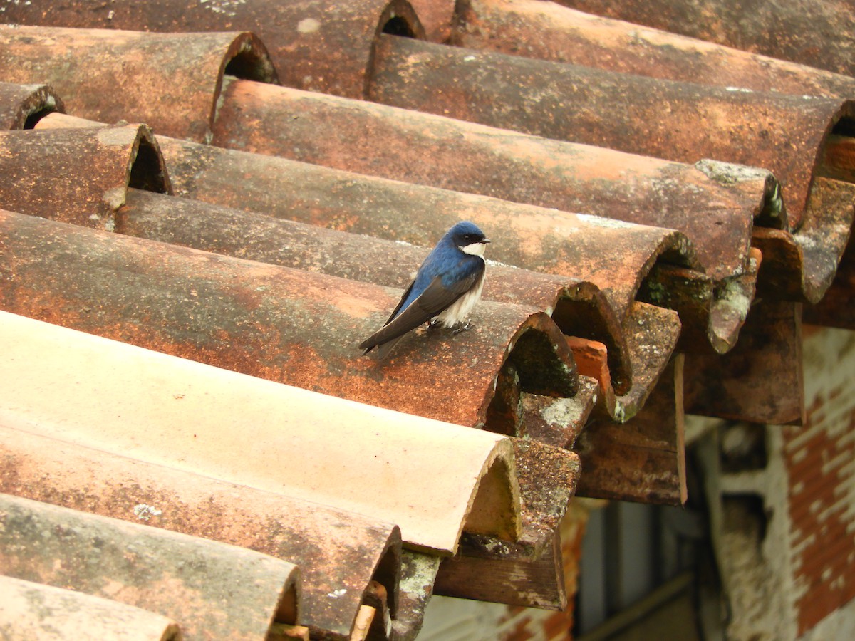 Blue-and-white Swallow - B Marín