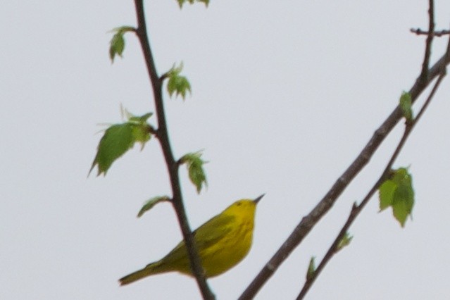 Yellow Warbler - David Rudder