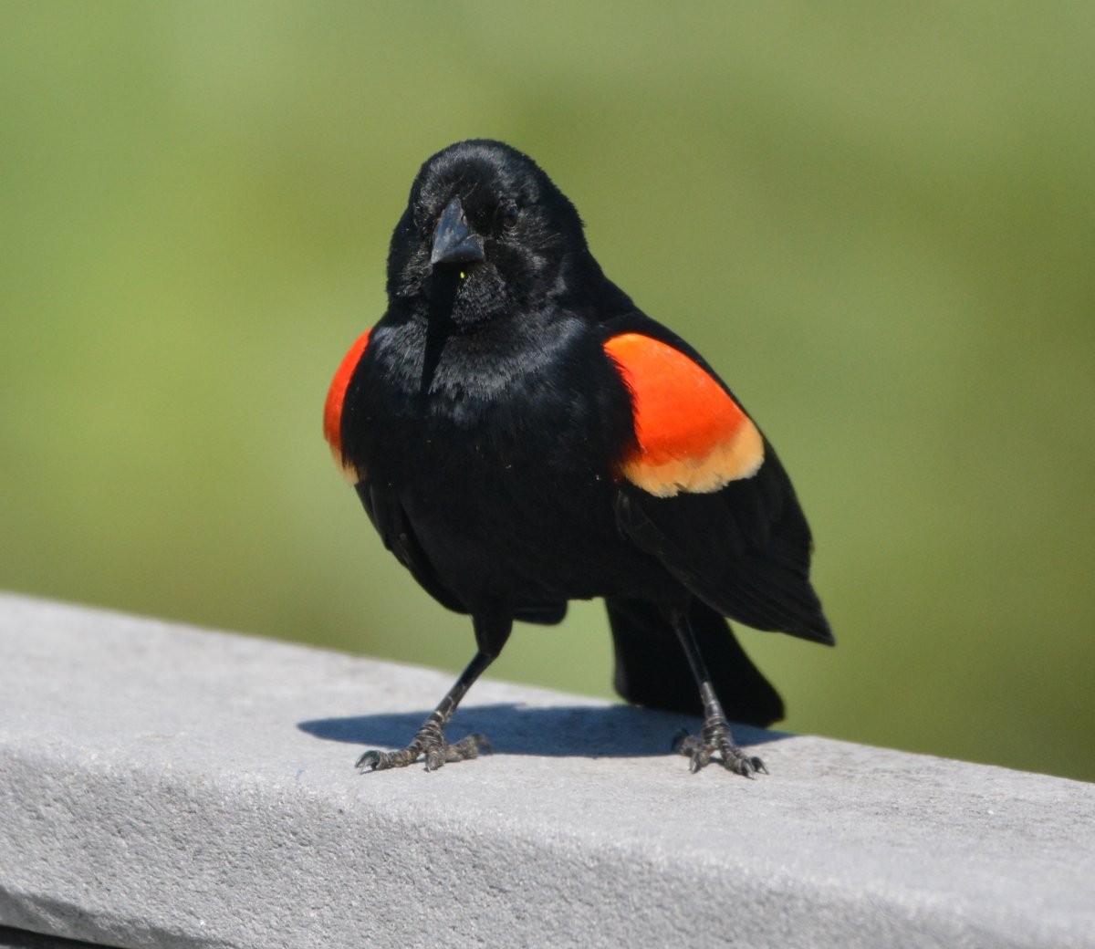 Red-winged Blackbird - Gary Appenzeller