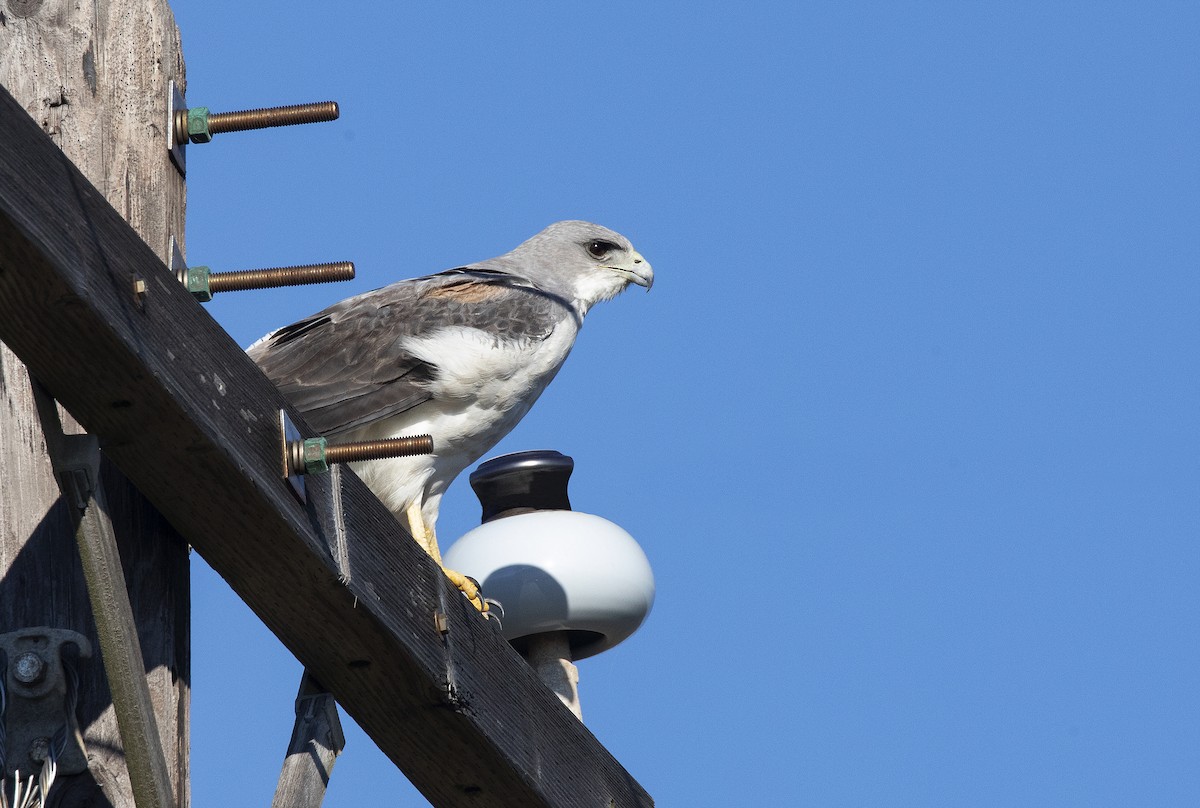 White-tailed Hawk - Anonymous