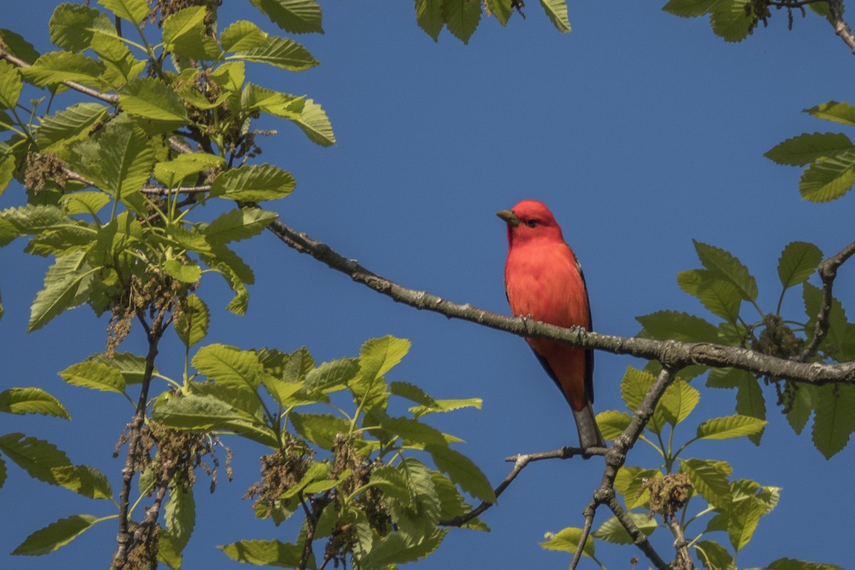 Scarlet Tanager - Vic Laubach