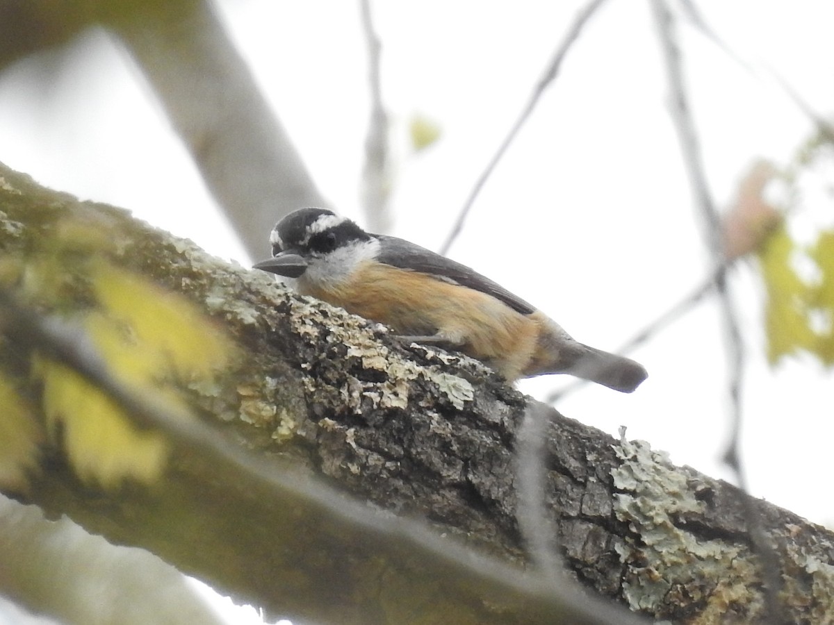 Red-breasted Nuthatch - ML153593351