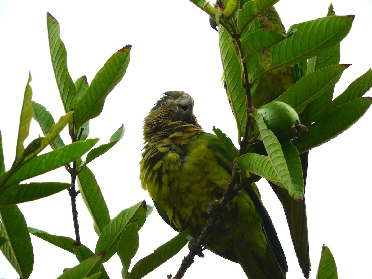 Brown-throated Parakeet - ML153593541