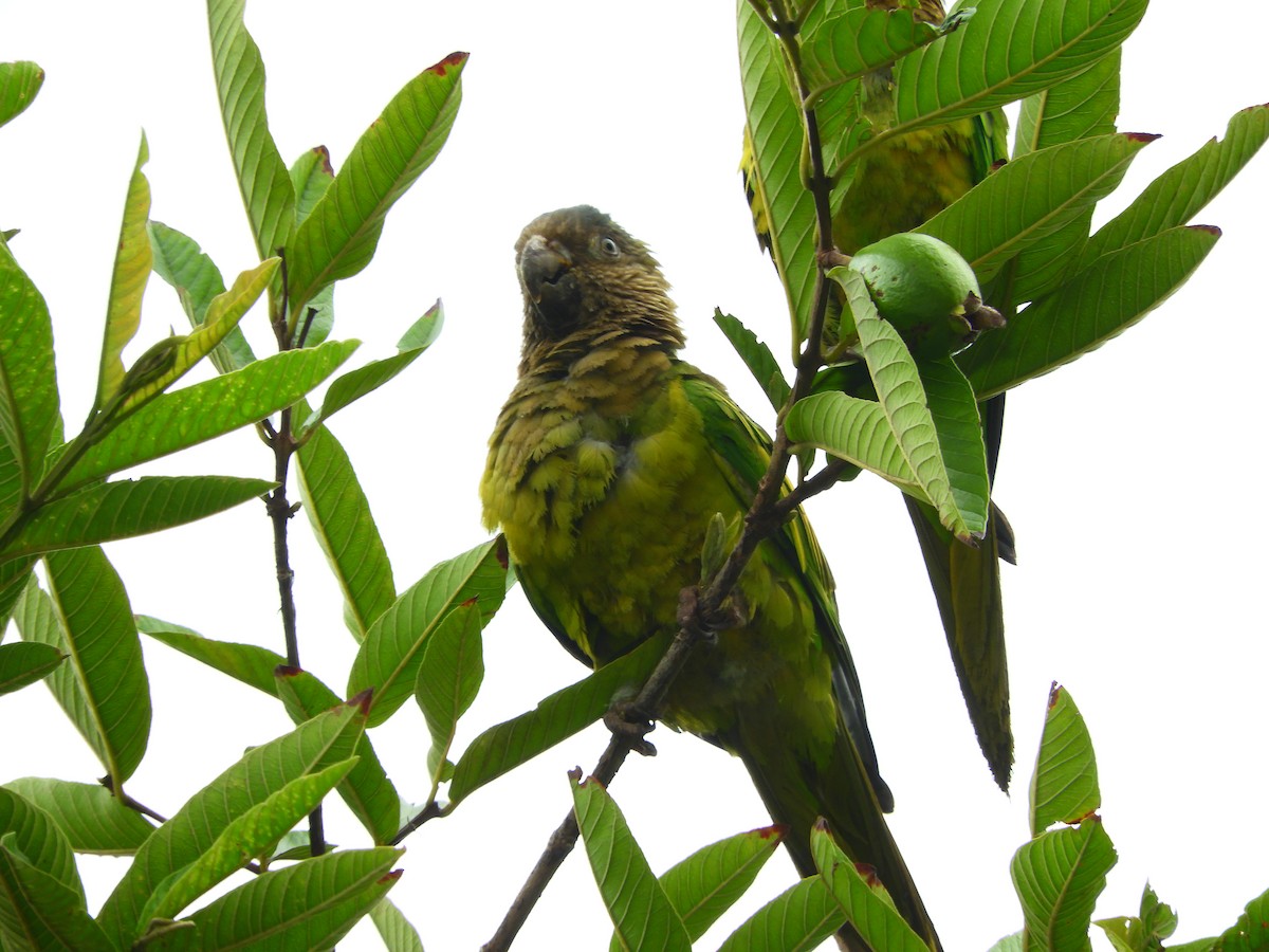 Brown-throated Parakeet - B Marín
