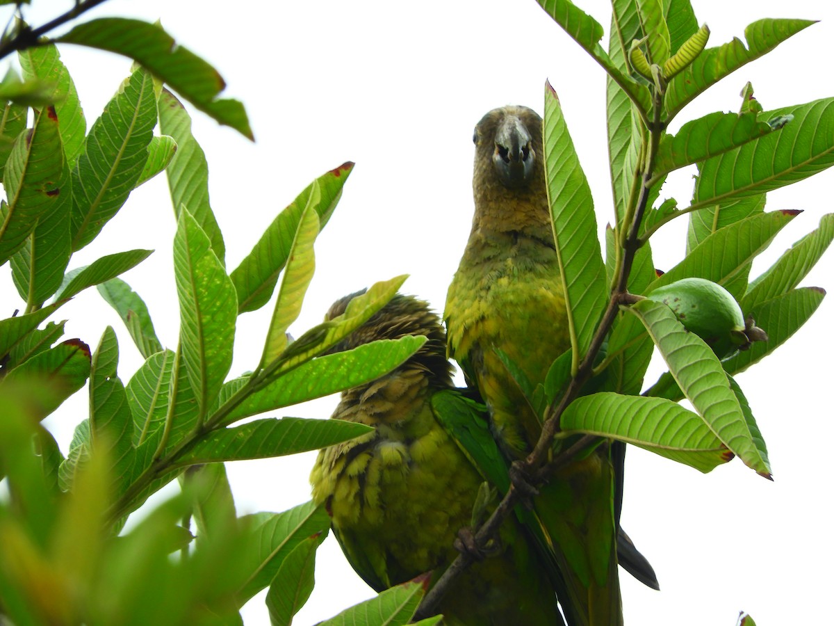 Brown-throated Parakeet - ML153593631