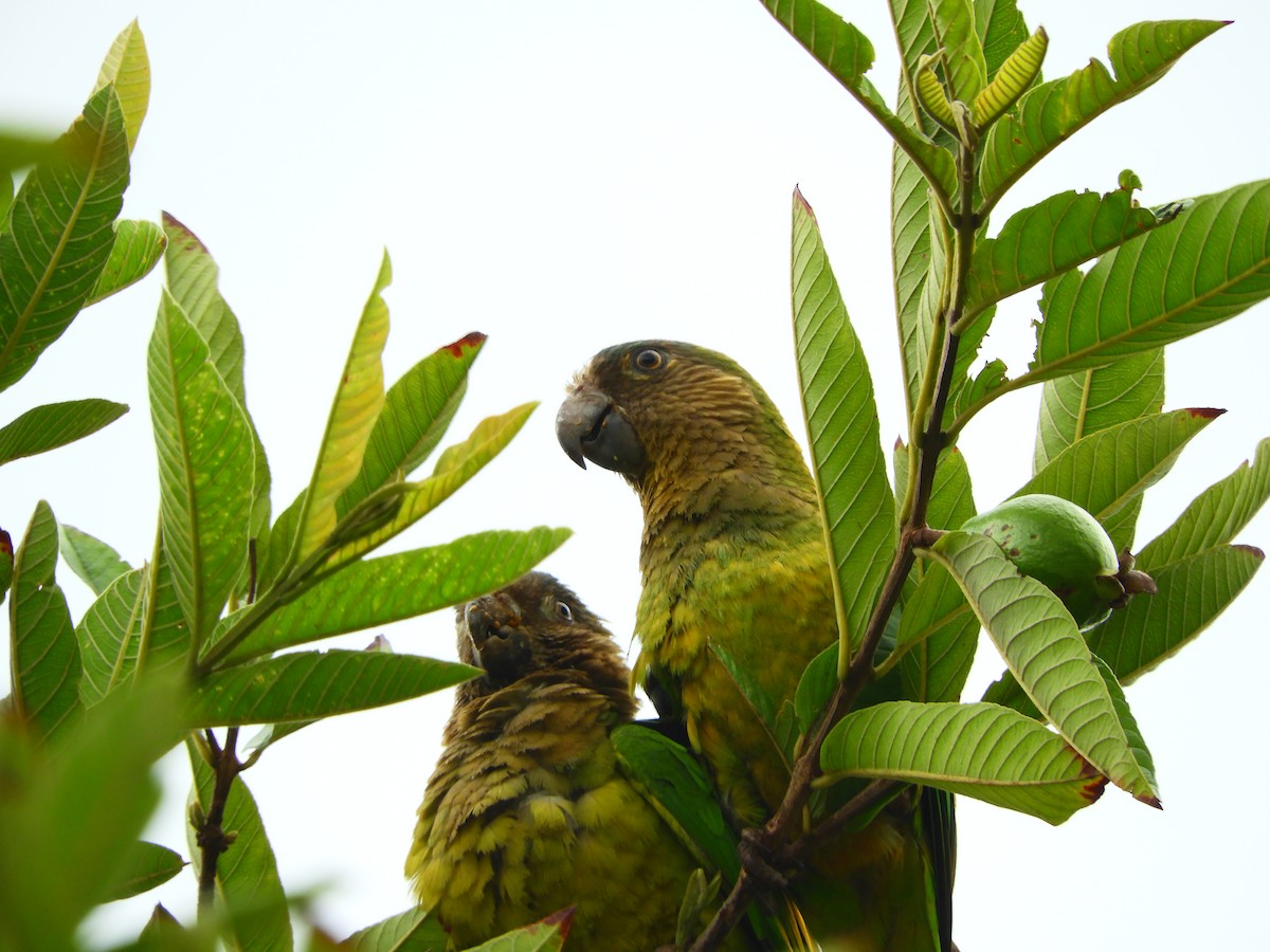Brown-throated Parakeet - ML153593711