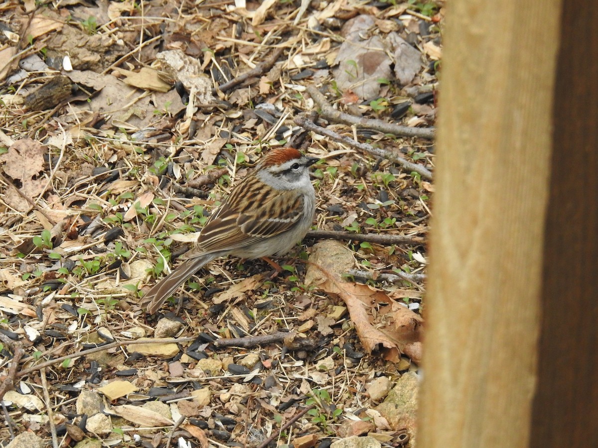 Chipping Sparrow - ML153593791