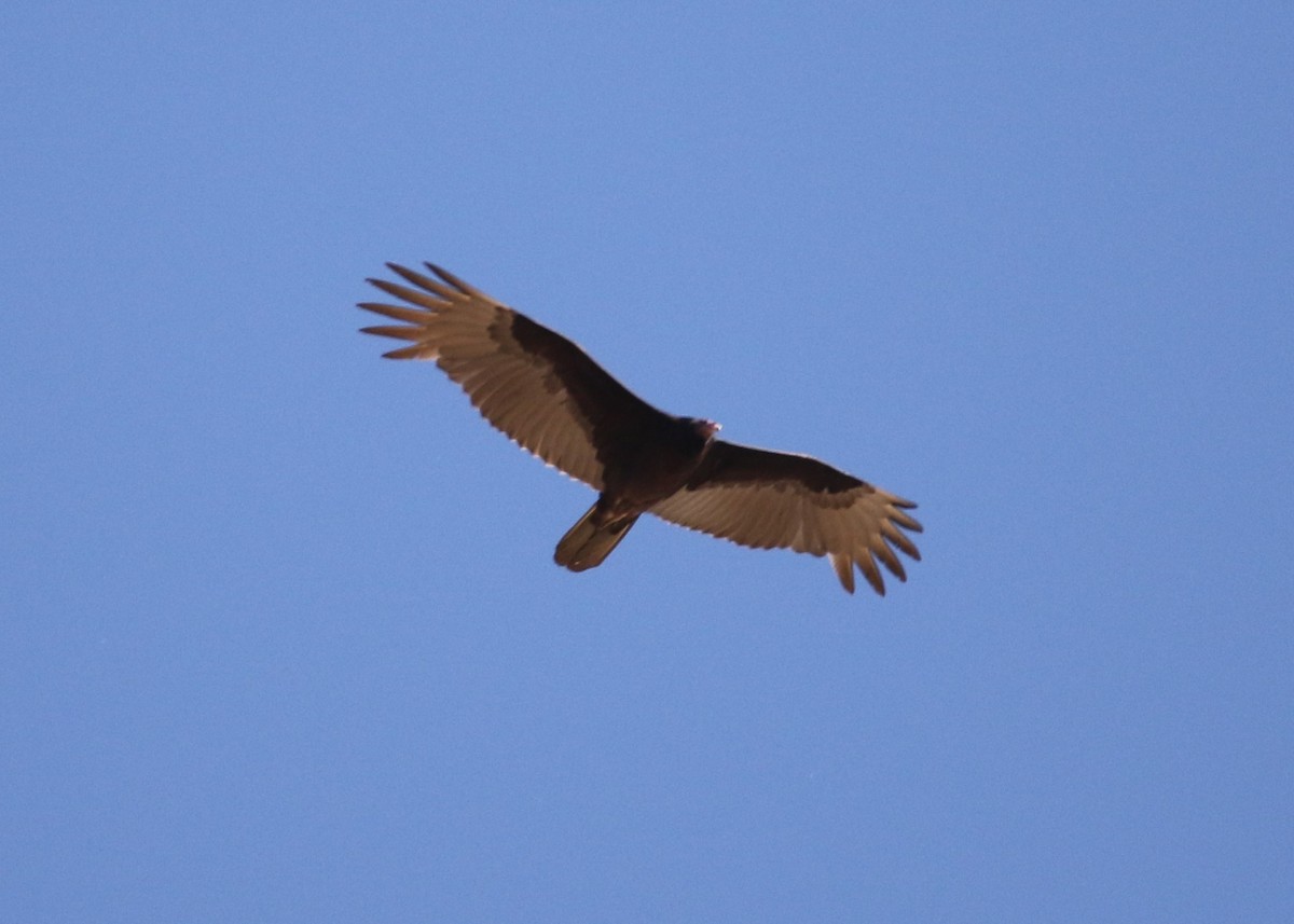 Turkey Vulture - ML153593871
